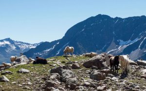 Bergschafe