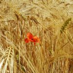 Mohnblume am Pyrmonter Felsensteig