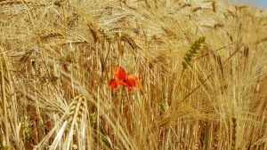 Mohnblume am Pyrmonter Felsensteig