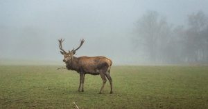 Hirsch