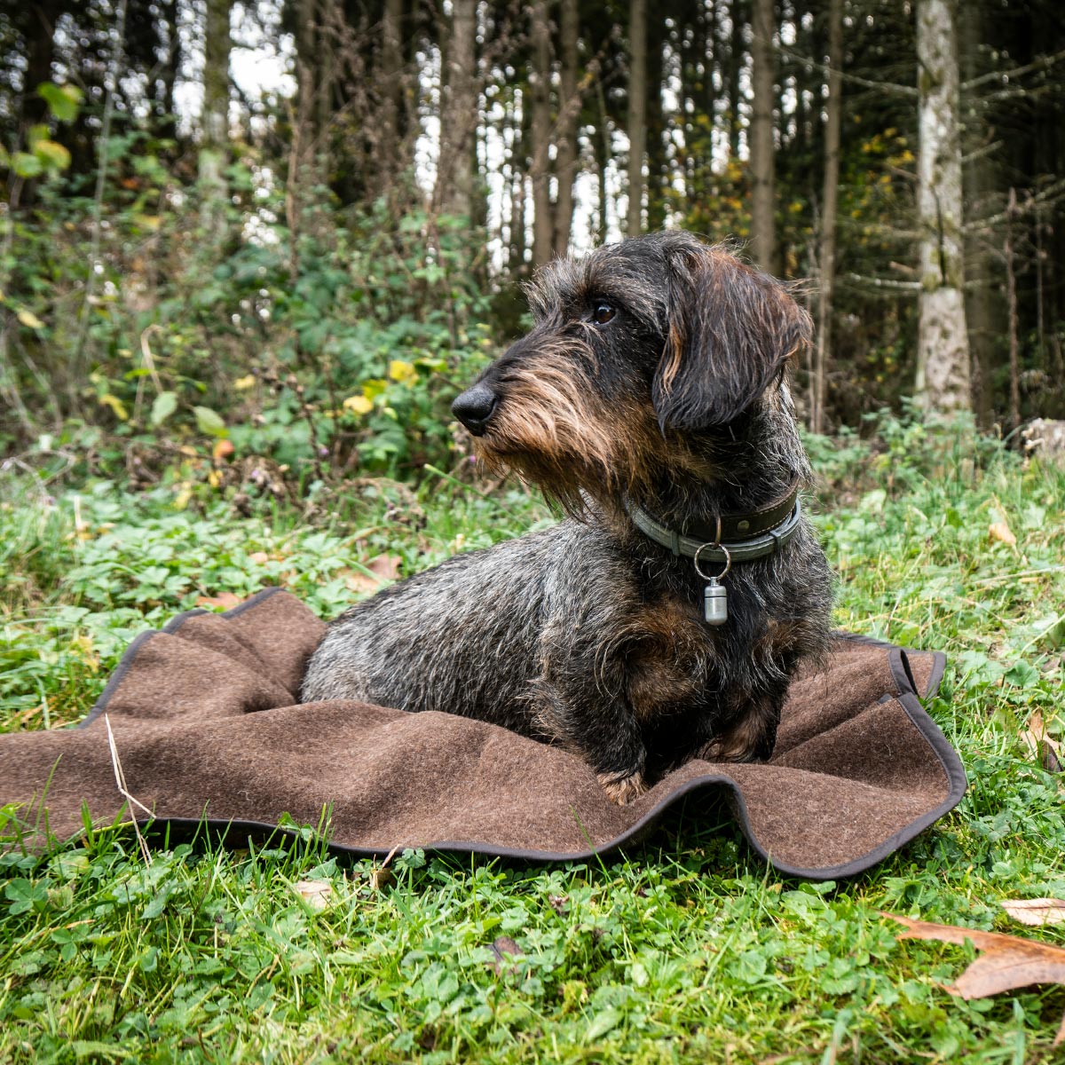 Wenn es mal wieder länger dauert ... Die Hundedecke „Platzhalter“ sorgt für ein gemütliches Plätzchen für euren treuen Gefährten, ganz egal, wo ihr unterwegs seid. Praktisch, robust und immer dabei, wenn der Hund einen vertrauten Ruheplatz braucht. #draussenzuhause #Wandern #Hund #Hundedecke #BesterFreund